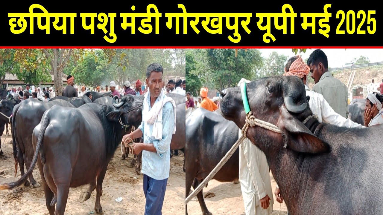 पूर्वांचल की सबसे बड़ी पशु मंडी छपिया गोरखपुर यूपी 2025/chhapiya pashu mandi gorakhpur up may 2025 |