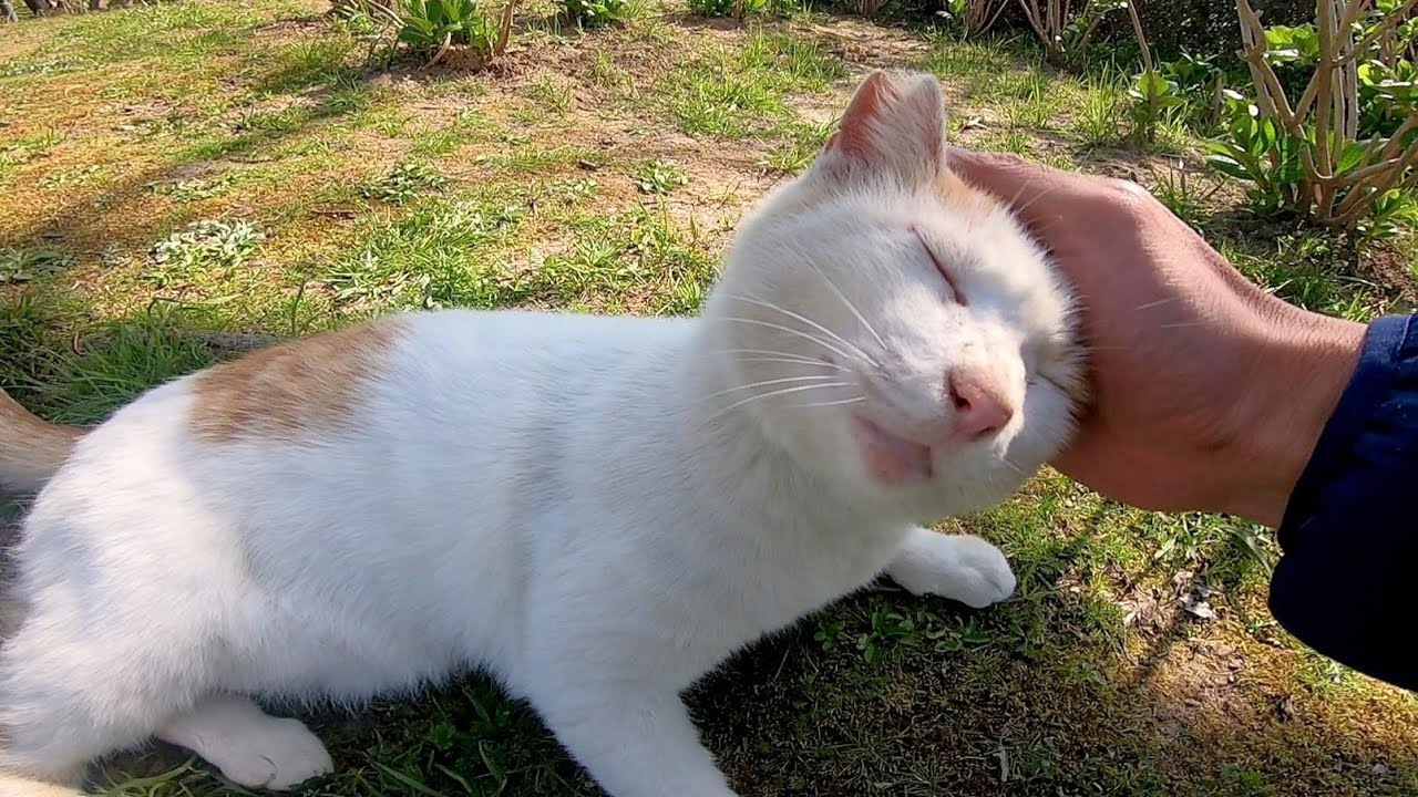Бродячий кот, который ходит с токотоко и просит талию талию с его задницей, повернутой здесь,