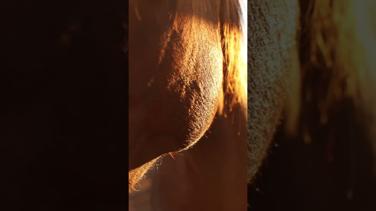 Horse Eye Close-Up 🐎✨ | The Soul of the Wild #shorts