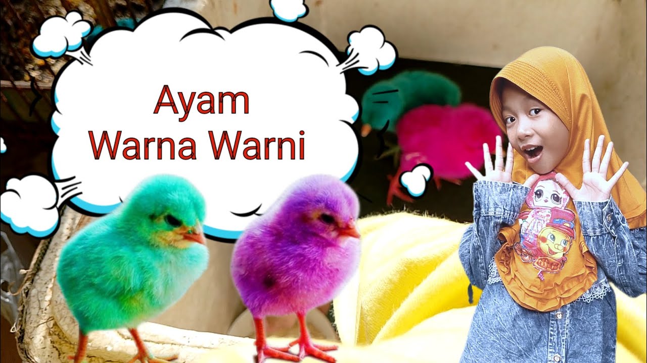 Eps. 001 Memelihara Ayam Warna Warni 