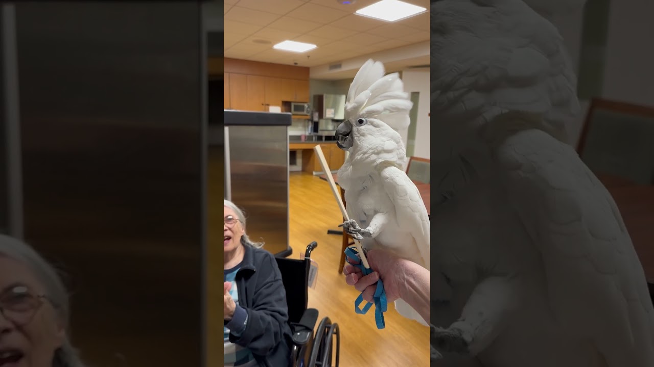 Chris the Cockatoo&rsquo;s birthday dance for his Grandma! #twirling #dancing #cockatoo