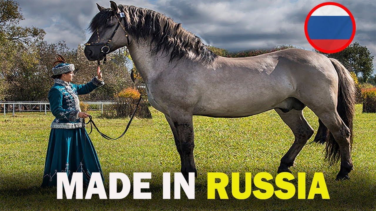 6 RARE Russian Origin Horse Breeds You Don't Know About!!