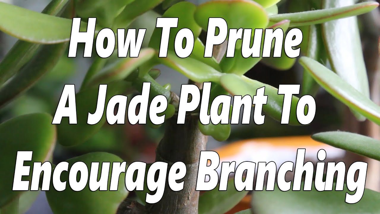 Jade Plant Pruning | To Encourage Branching