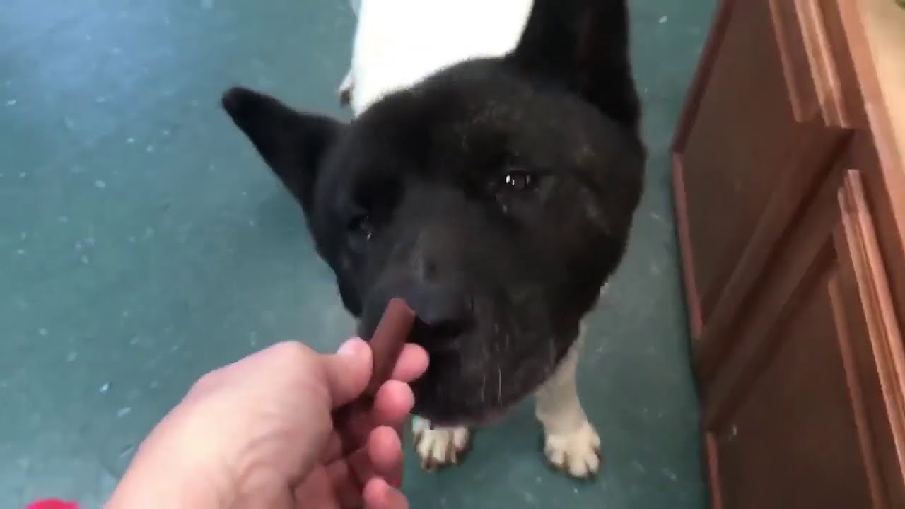 Spartikis - Big East Akita Rescue