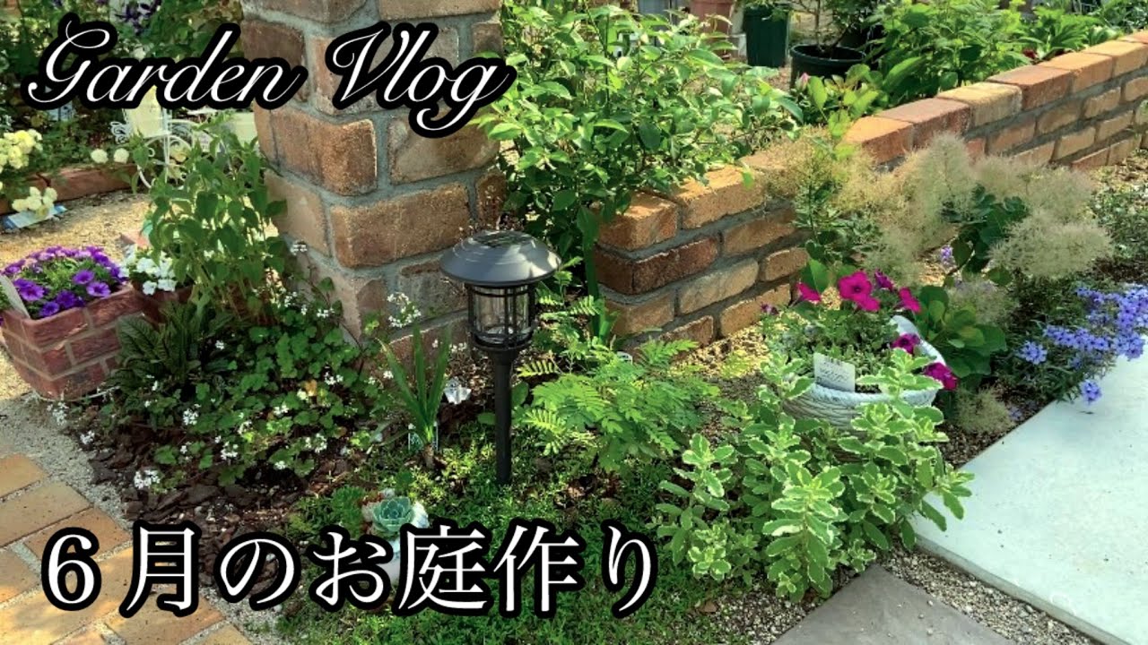 【ガーデニングvlog】６月のお庭作り／開花してきた初夏のお花たち／チョコレートコスモス他夏苗お迎え／ナチュラルガーデン
