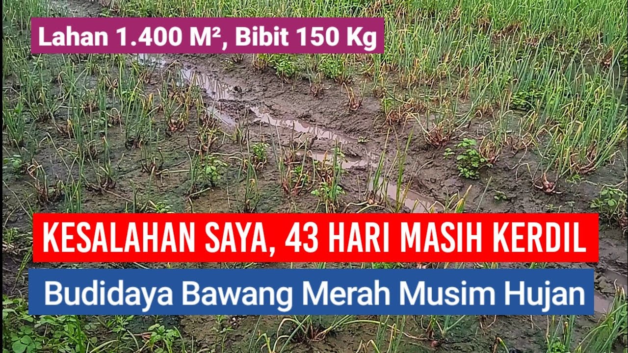 KESALAHAN SAYA, BAWANG MERAH 43 HARI MASIH KERDIL - Dampak Bedengan Rendah dan Drainase Buruk