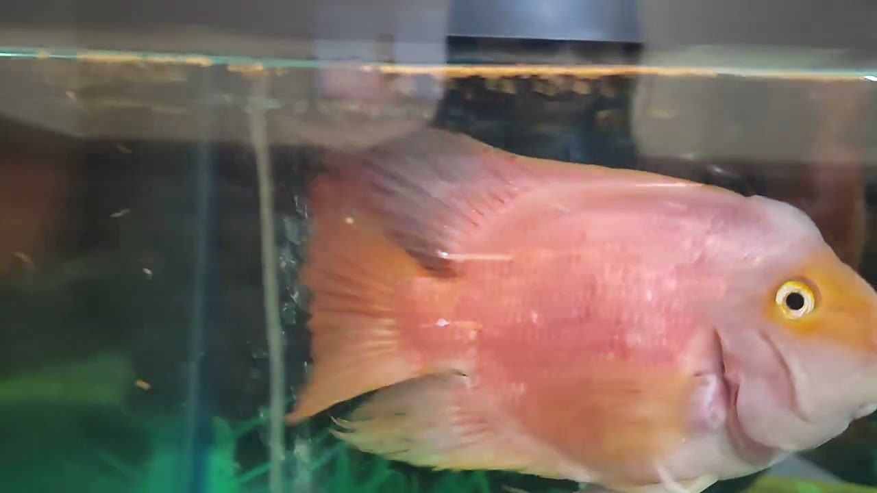 Big fishes in aquarium