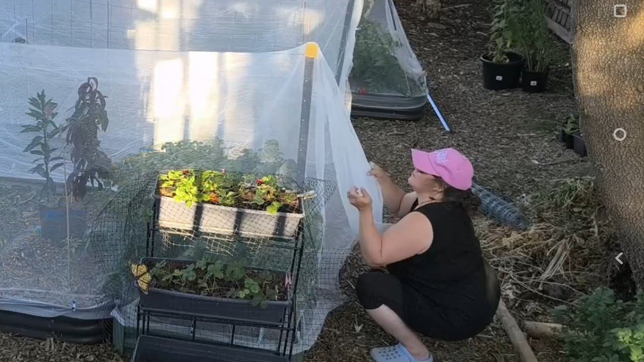 Netting Most of Our Garden, Two Extreme Heat Days Coming 38, 44c/100, 111F - Reverse Homesteading
