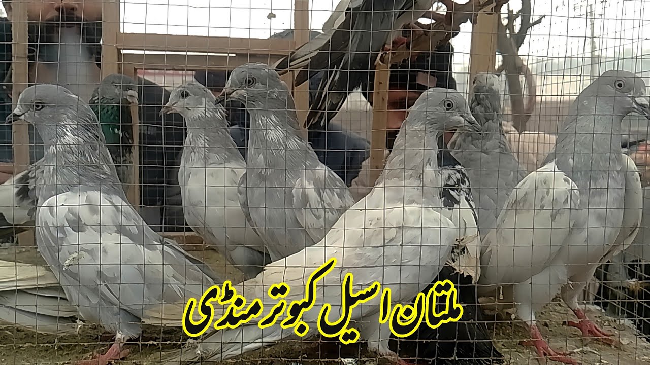Multan kabootar mandi| aseel kabootar mandi Multan| teddy kabootar| asmani kabootar|