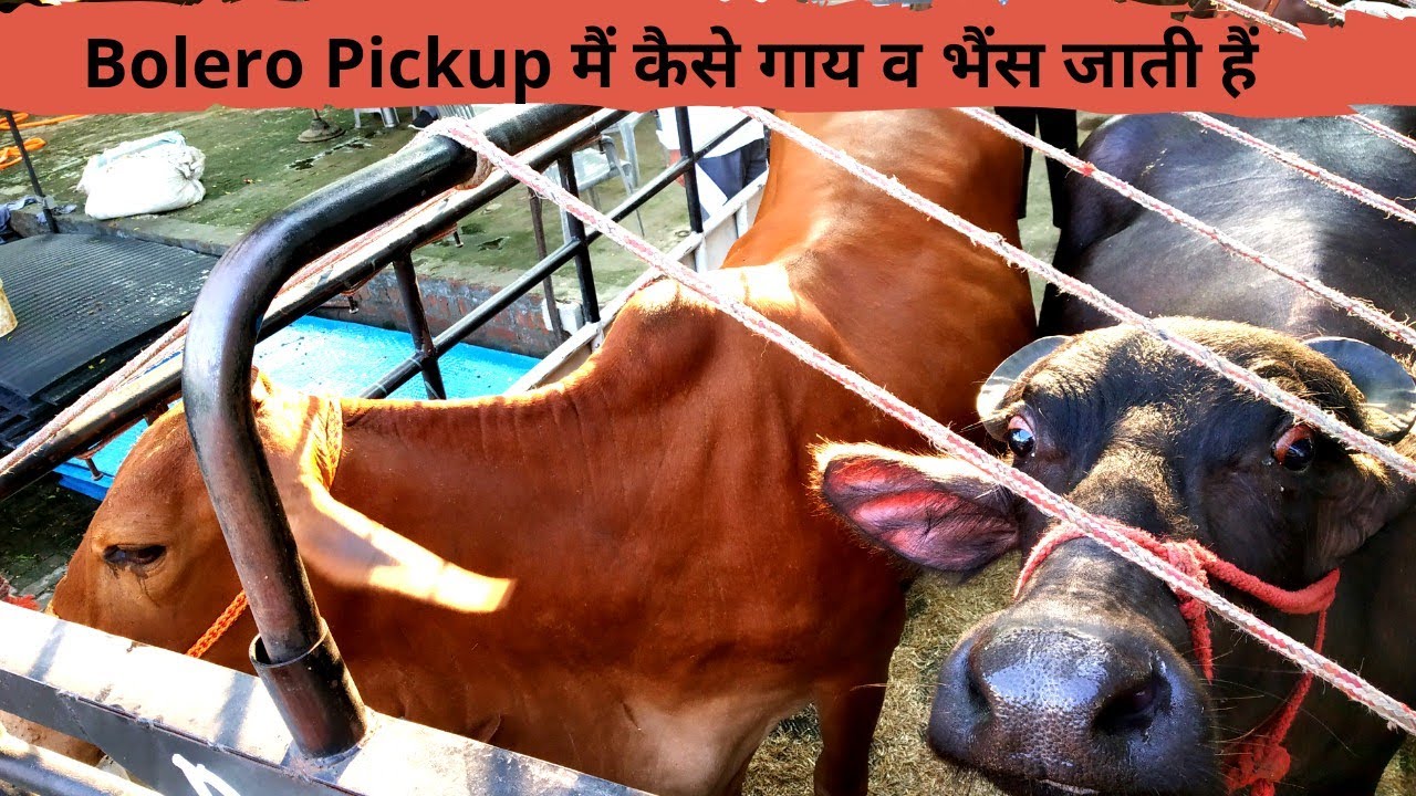 Murrah Buffalo, Sahiwal Cow Transport in Ahmednagar Maharashtra &bull; GUPTA DAIRY FARM KARNAL HARYANA