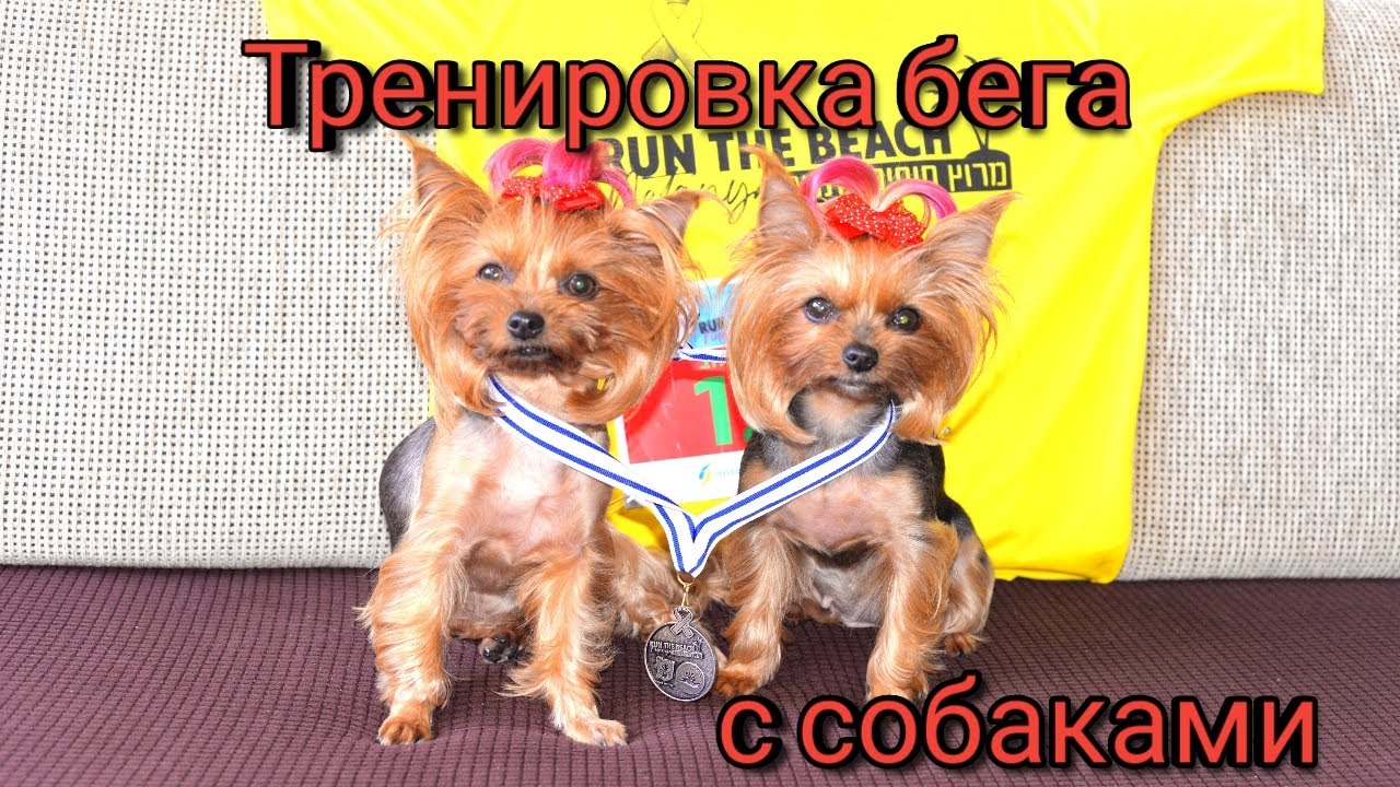 Тренировка с собаками