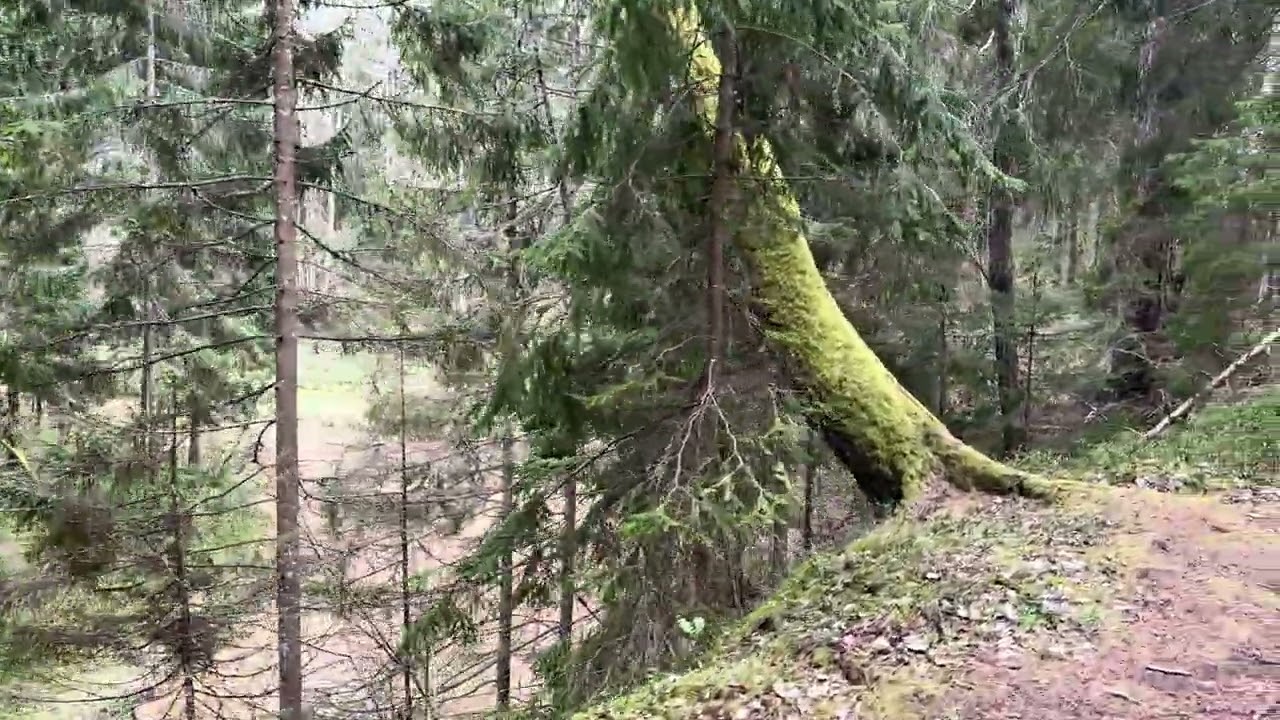 Nature trail walk near the forest river. Singing birds and running water.