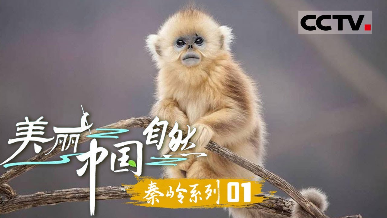 《美丽中国 自然》成长的摇篮：秦岭添丁 金丝猴宝宝出生即成团宠 金丝猴家族上演&ldquo;哄抢&rdquo;大戏！&mdash;&mdash;秦岭系列【CCTV纪录】