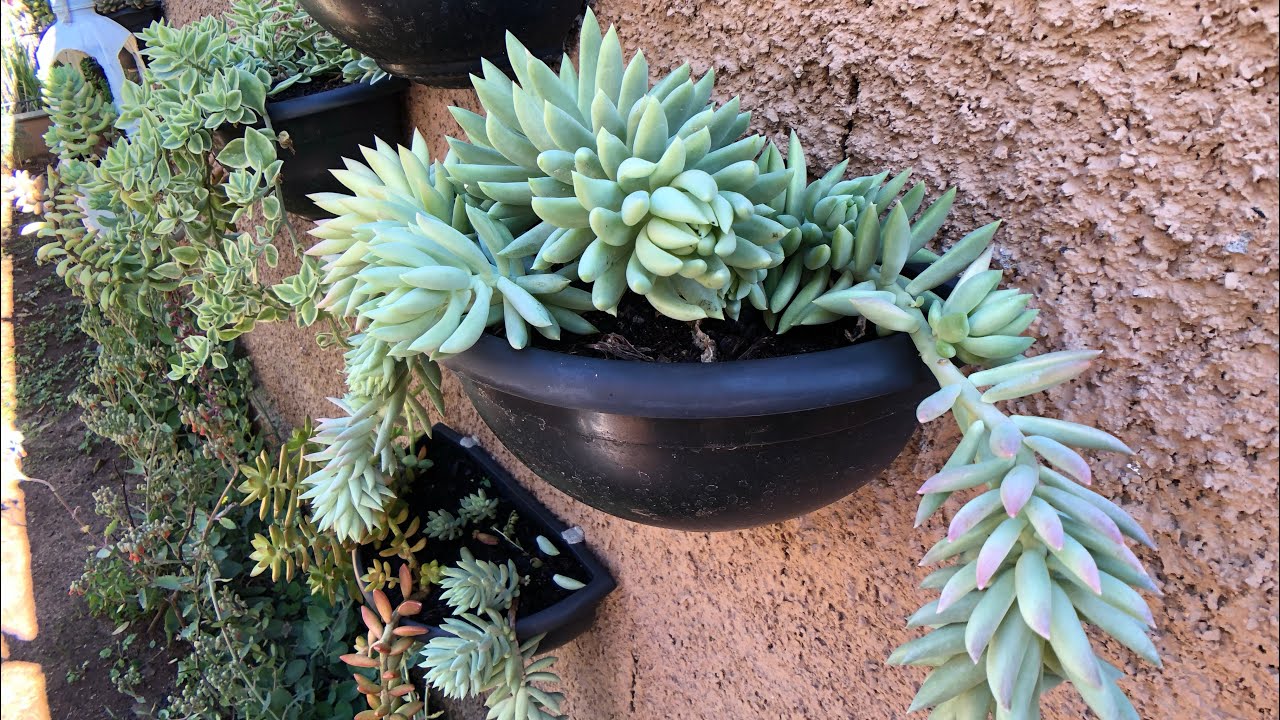 SEGREDOS para CULTIVAR a SUCULENTA SEDEVERIA HARRY BUTTERFIELD