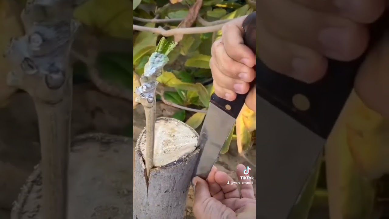 تطعيم اللوز البيذام🍎 مع المبدع أ.راشد حميد