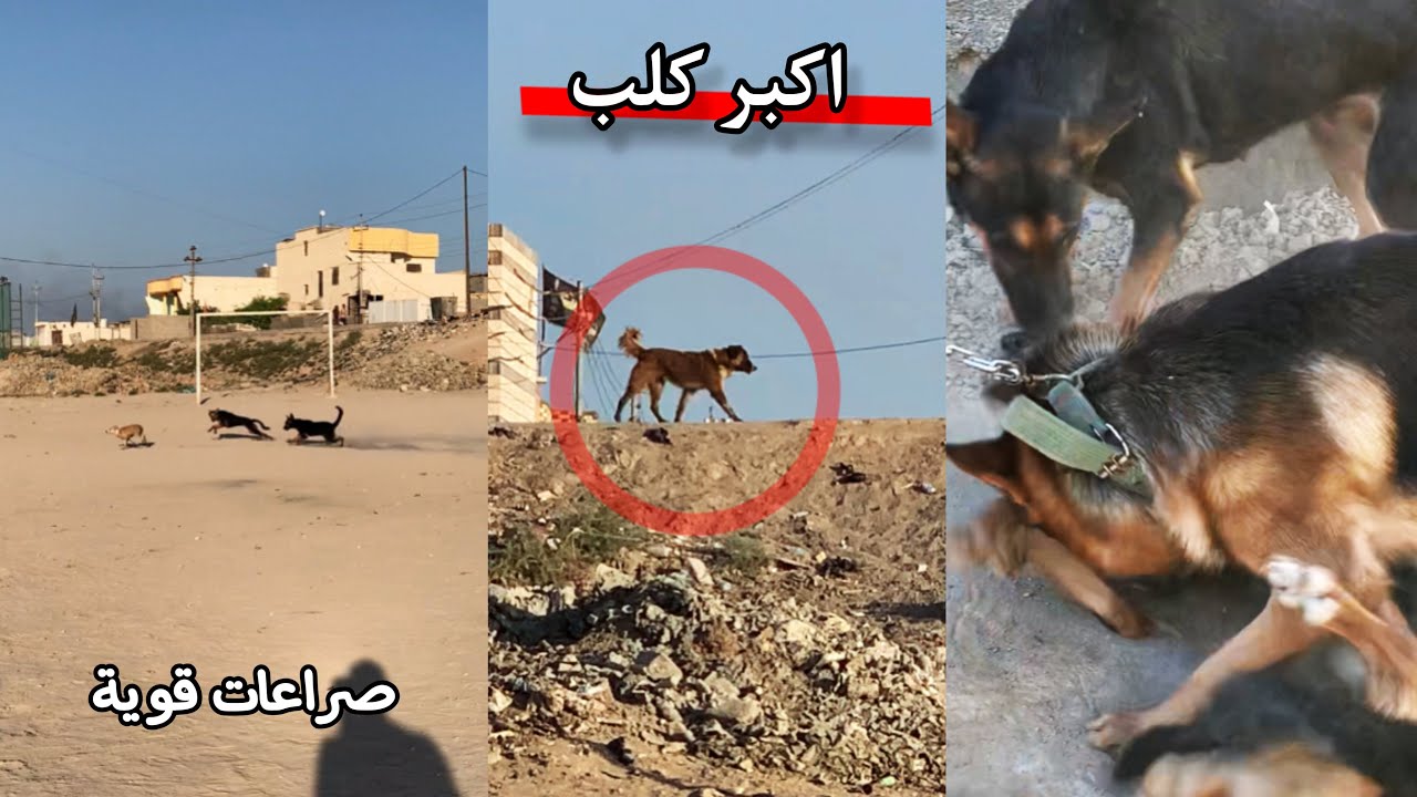 كلبي روك ينتقم من كلاب الشارع الي كتلن ليزه _ فزعه لوسي لبتها!😨🫢