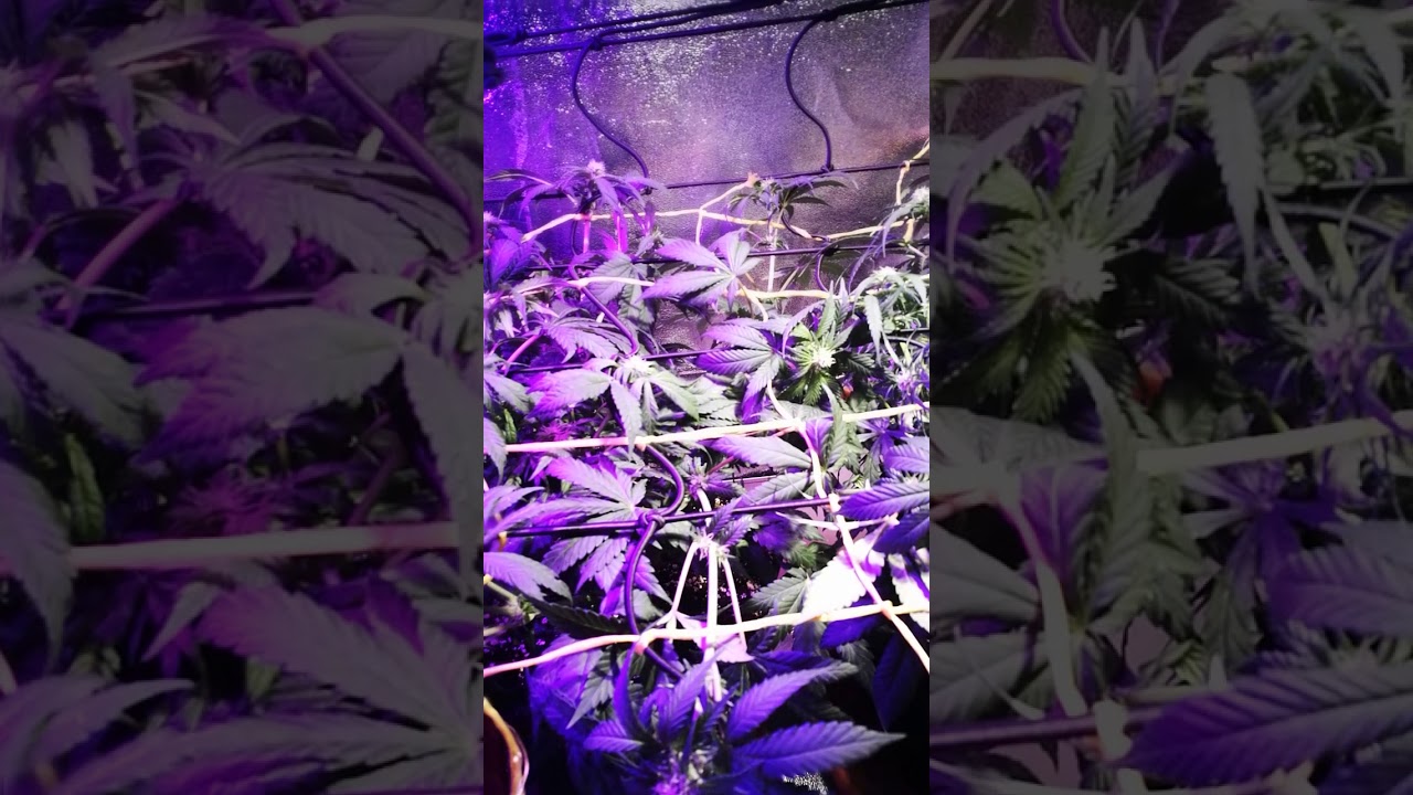 La Volaita - Seguimiento indoor de 3 Ripper Haze fem/ Poda FIM / Led COB / #4