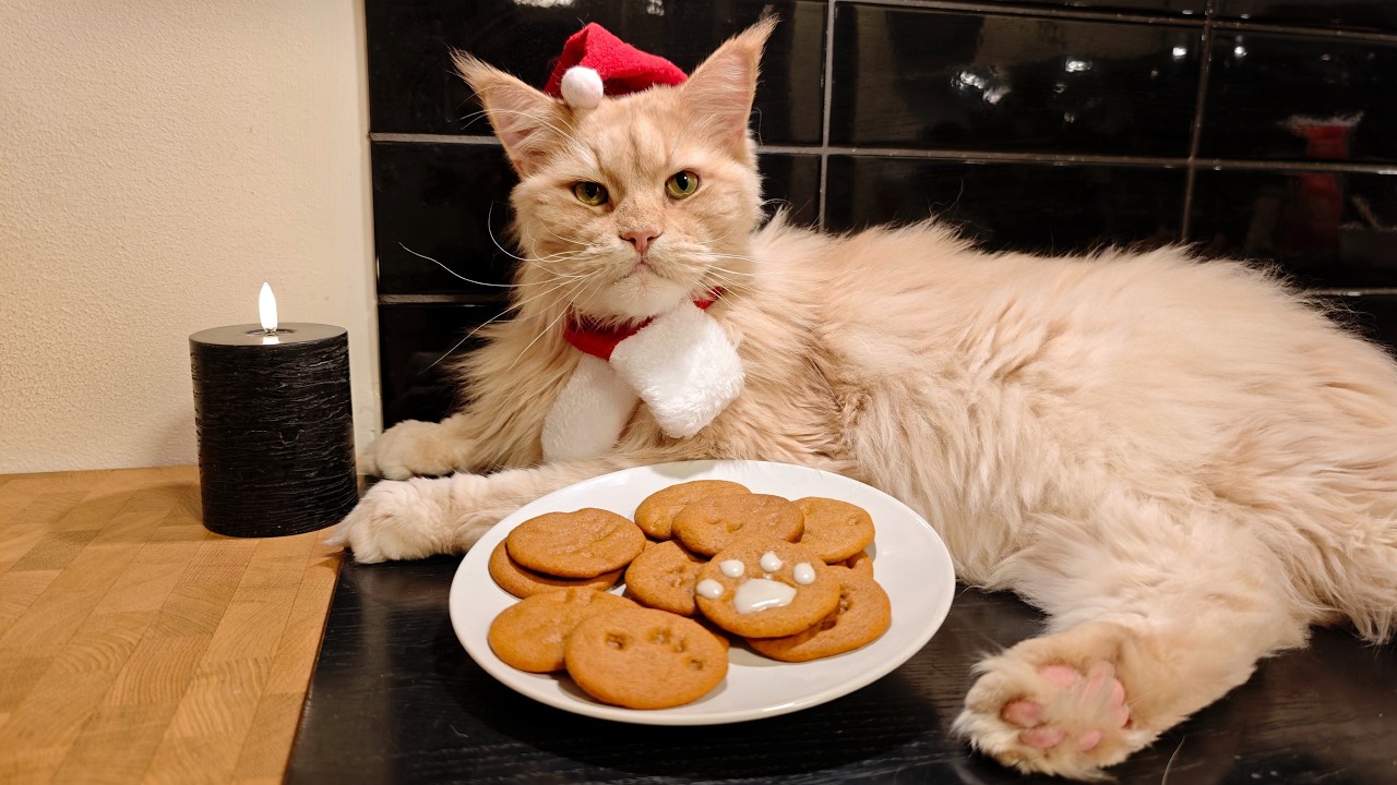 Buster Bakes Gingerbread Cookies - With His Pawprints!