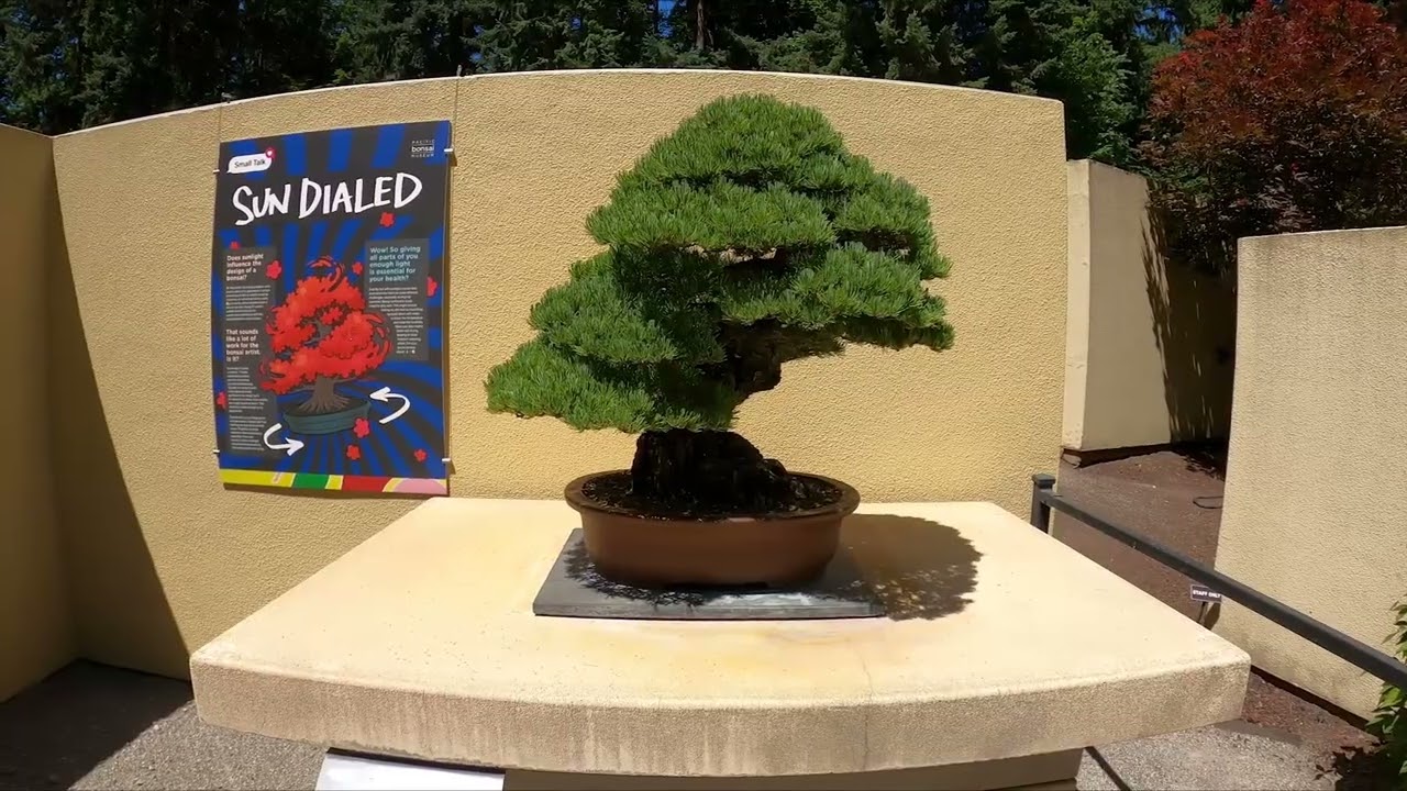 THE NATURALIST | Episode 69 | A Visit to the Pacific Bonsai Museum