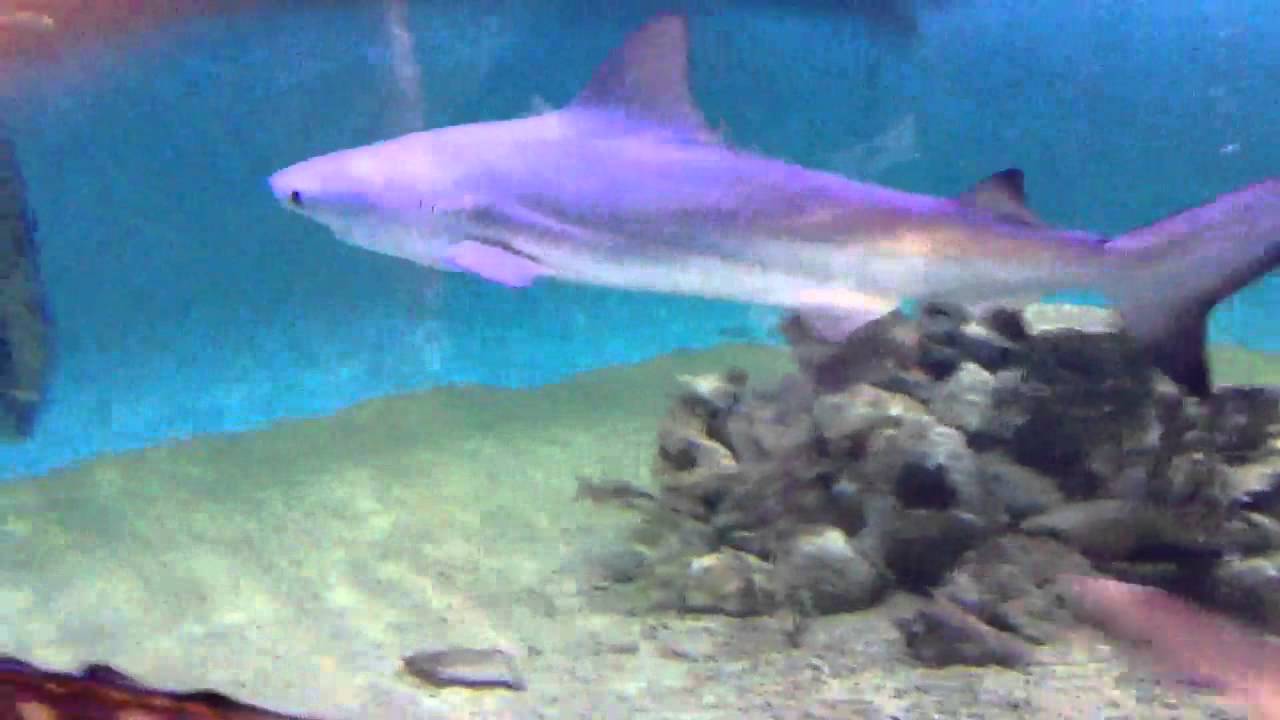 Shark Tank in friends basement