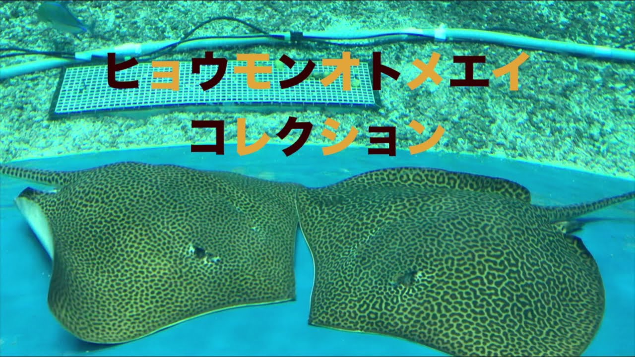 ヒョウモンオトメエイコレクション