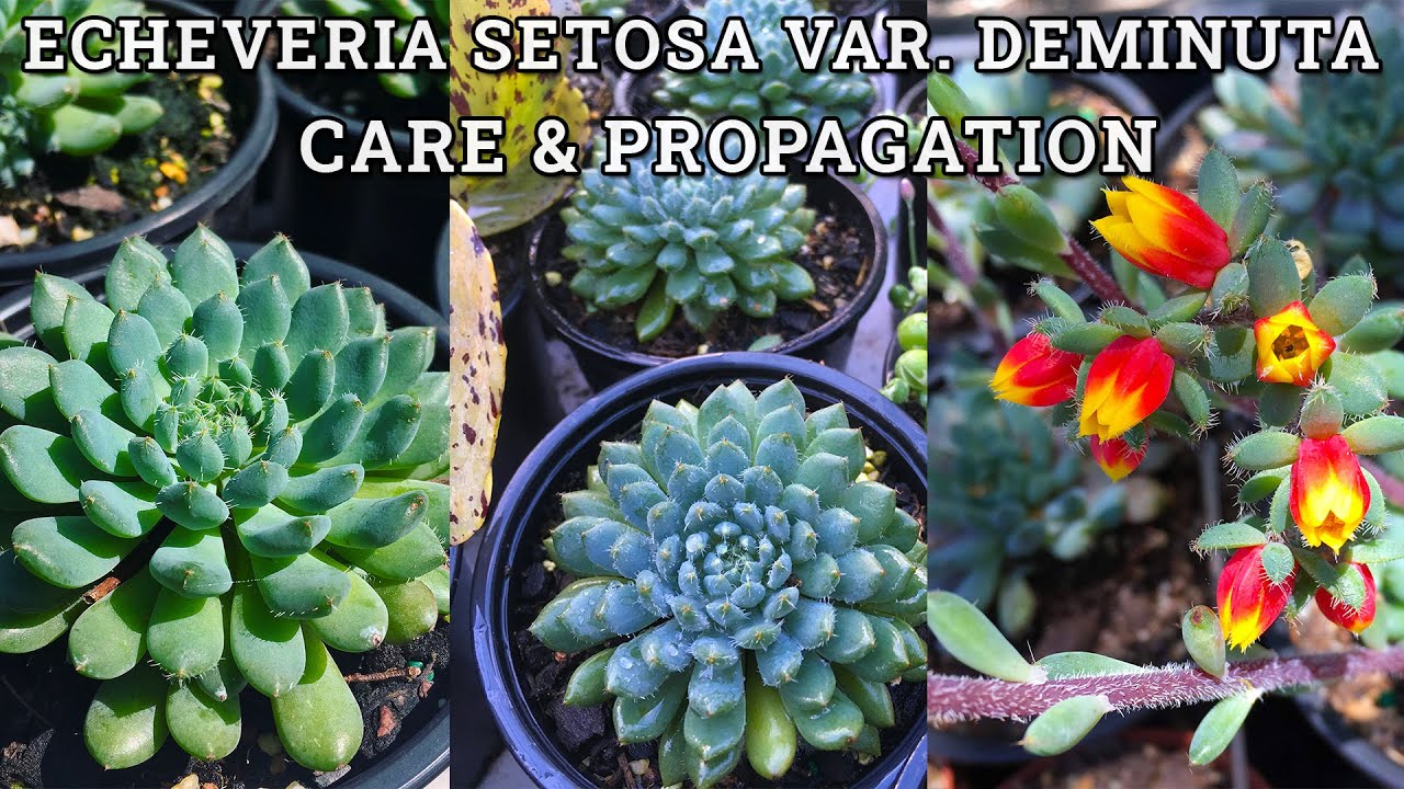 Echeveria Setosa Var. Deminuta Care & Propagation