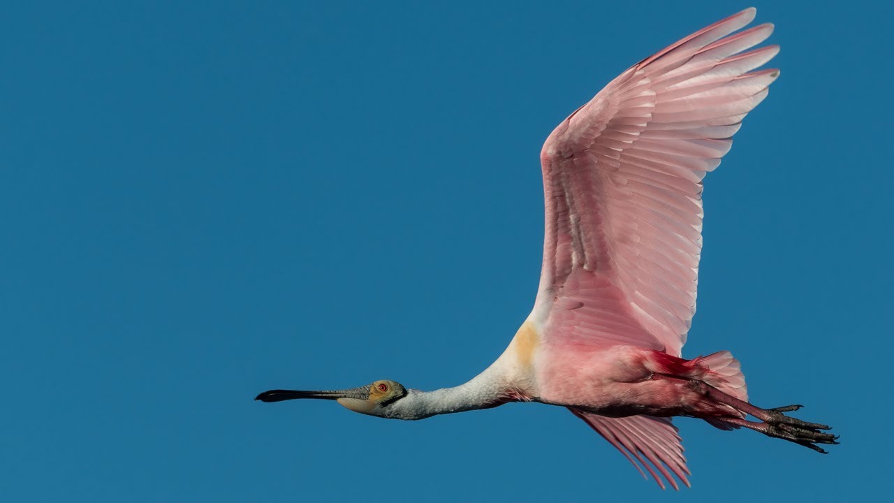 Nikon D850 Bird In Flight — настройка системы автофокусировки для дикой природы