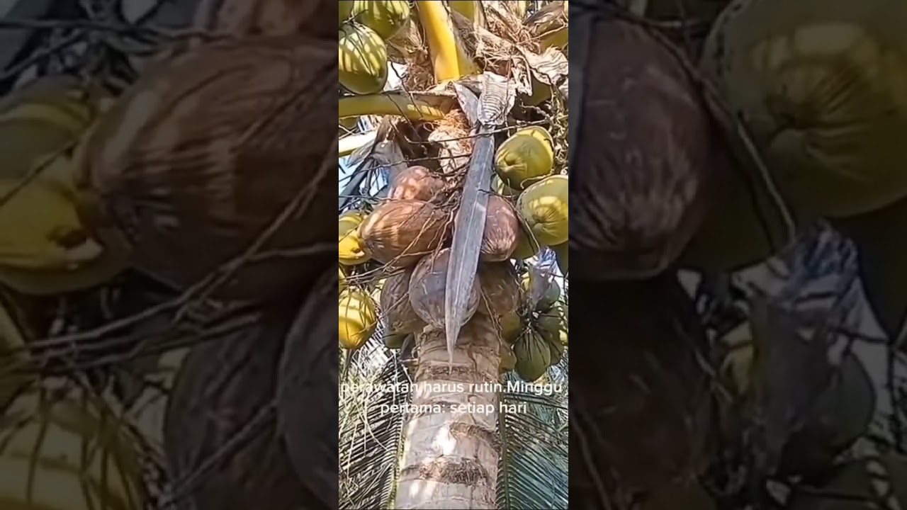 Ternyata kelapa genjah entok bisa berbuah lebih cepat dari jenis kelapa lainnya @Masharkelapachannel