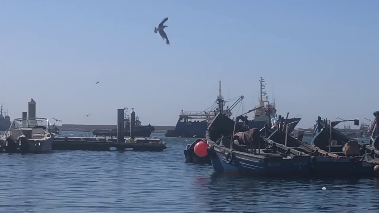 Le retour des sardiniers
