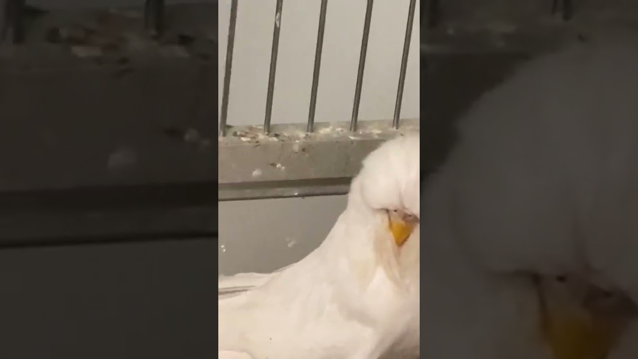 Daniel Lütoft budgie 2022