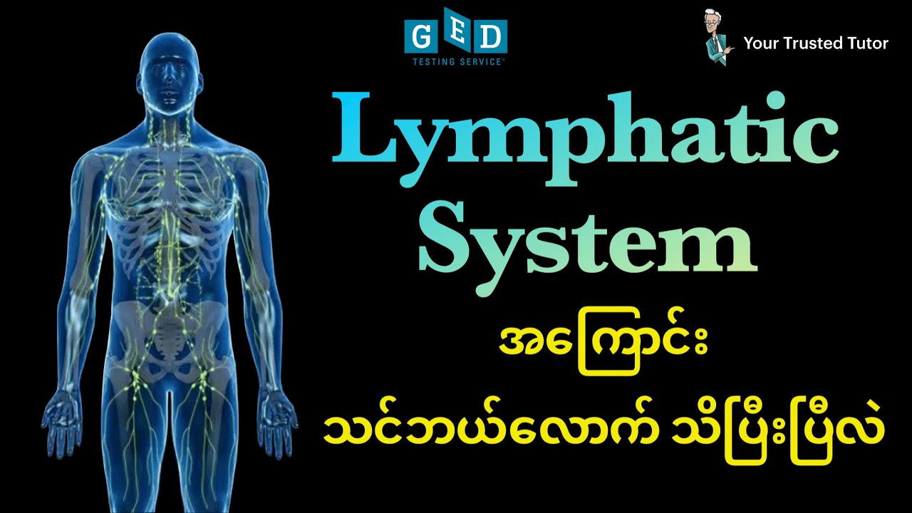 What is Lymphatic System? Explained Clearly for GED Life Science