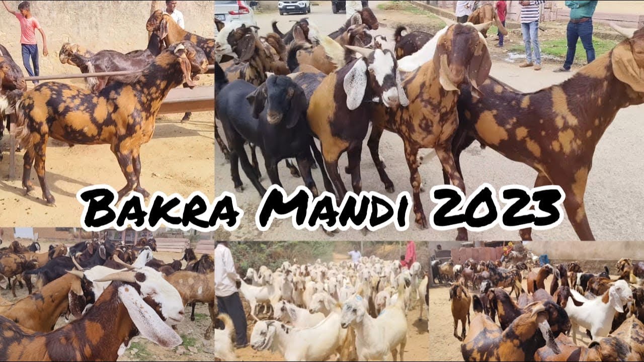 BAKRA MANDI 2023||Kurla quresh nagar mai jald aane wale hai Bakre #bakramandi #bakramandi2023 #vlog