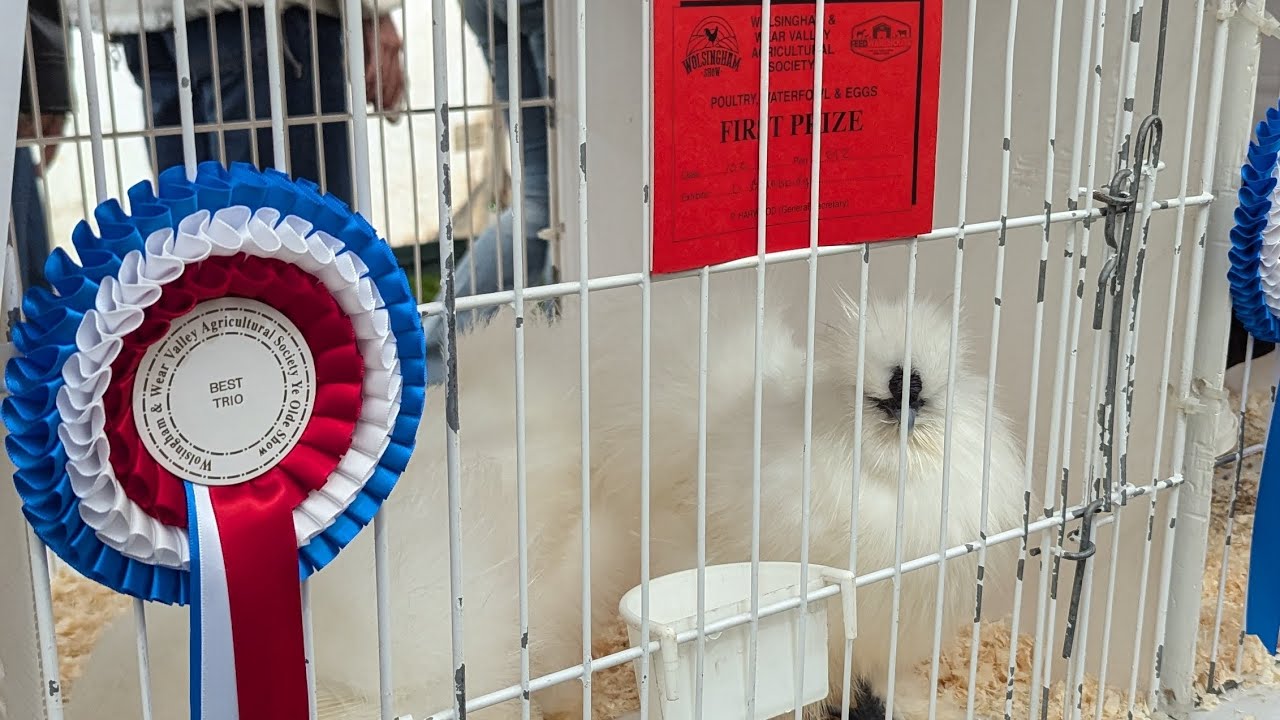Poultry at Wolsingham Show 2024! 🏆🐓🥇