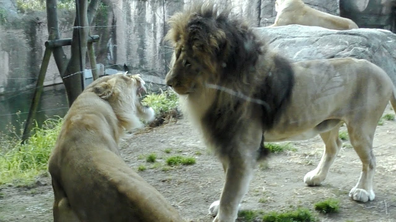 ライオン💗サバンナゾーンでキリンやエランドを狙ってる？【天王寺動物園】