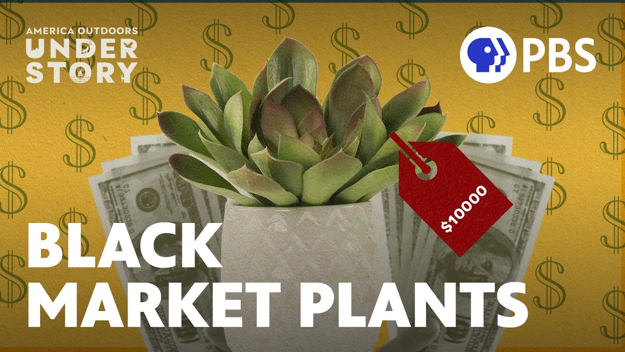How Our Houseplant Obsession is Fueling the Illegal Plant Trade | America Outdoors: Understory | PBS