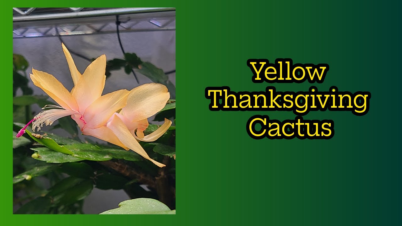 Yellow Thanksgiving Cactus Schlumbergera truncata update