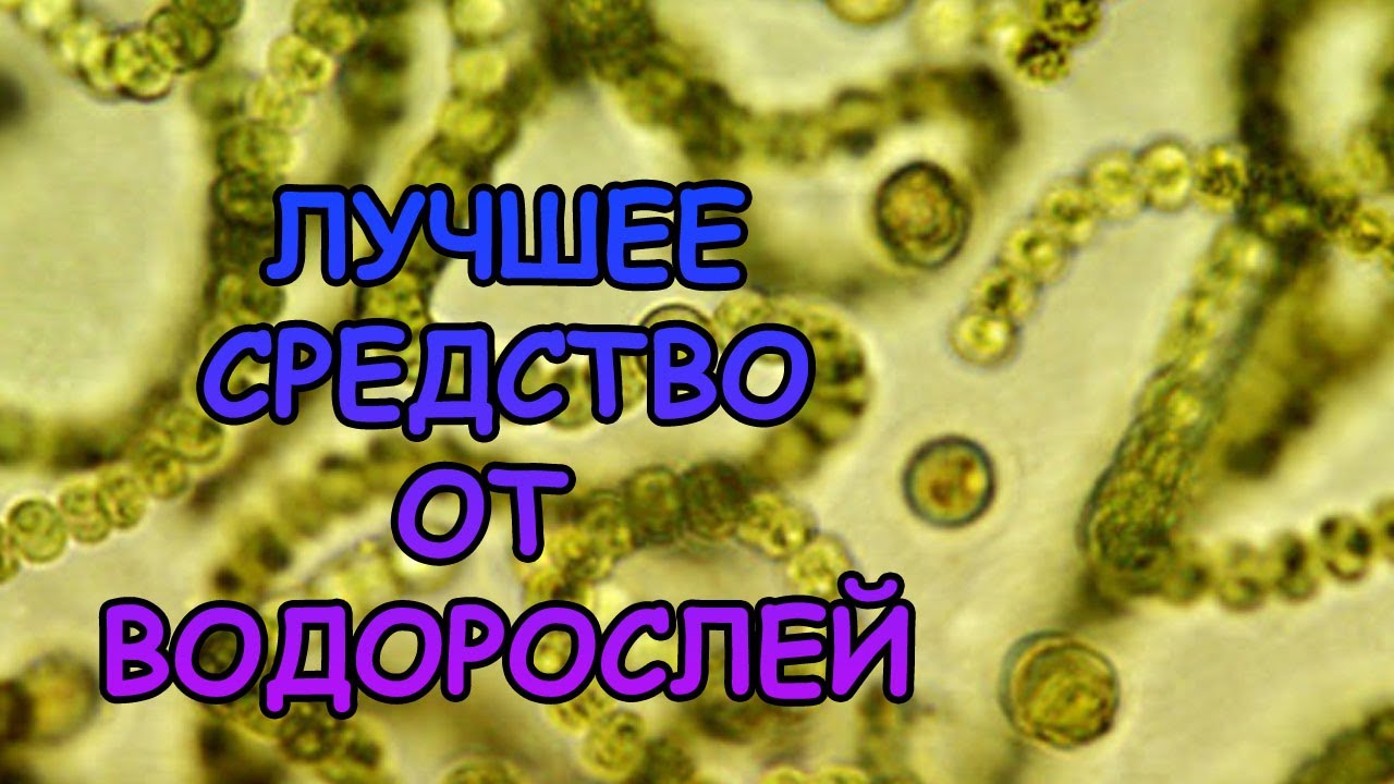 ЛУЧШЕЕ СРЕДСТВО ОТ ВОДОРОСЛЕЙ. ОБЗОР CHEMICLEAN