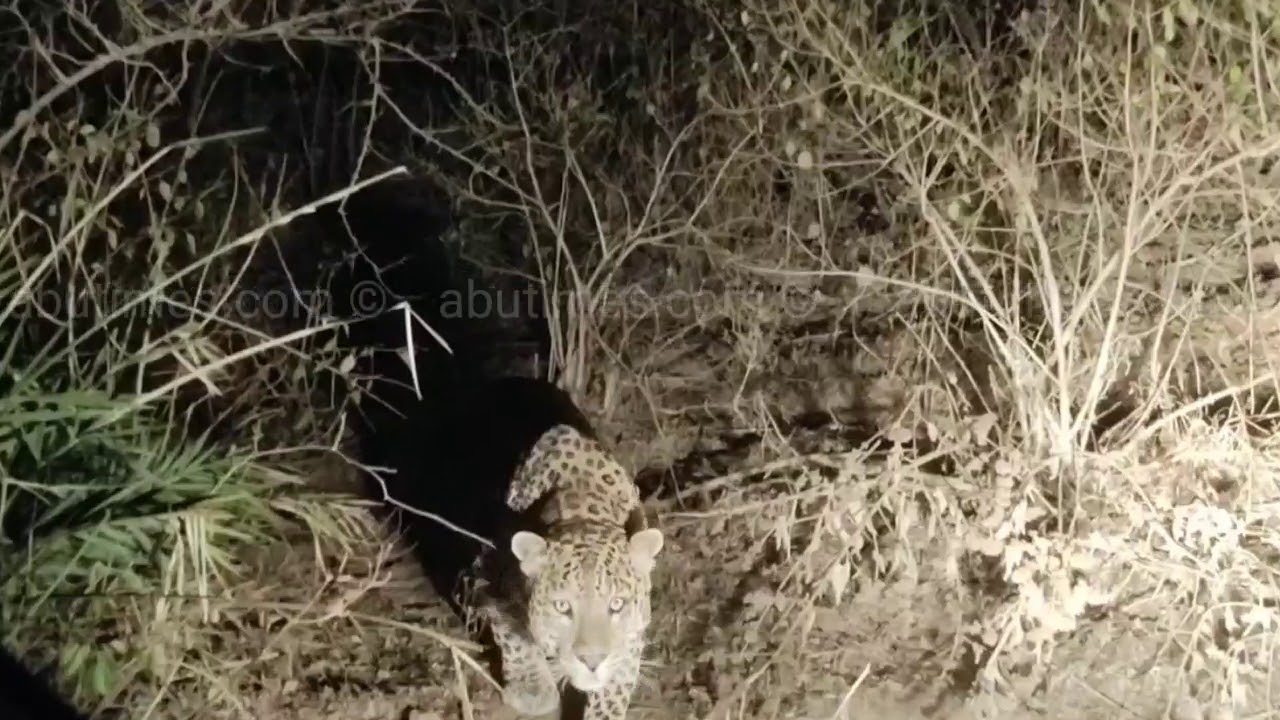 Longest and Closest Sighting of Leopard in Mount Abu