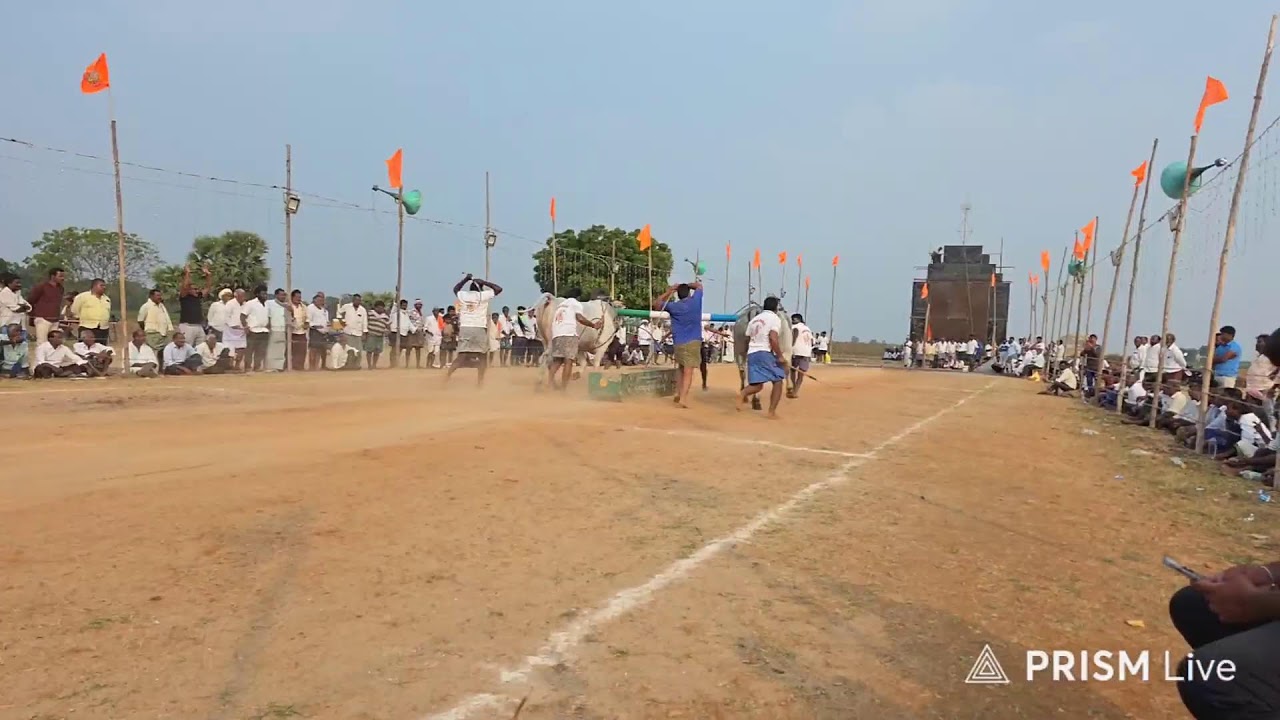 నాదెండ్ల ఎడ్ల పందాలు న్యూ క్యాటగిరి విభాగంలో 11వ జత జి యం ఆర్ బుల్స్