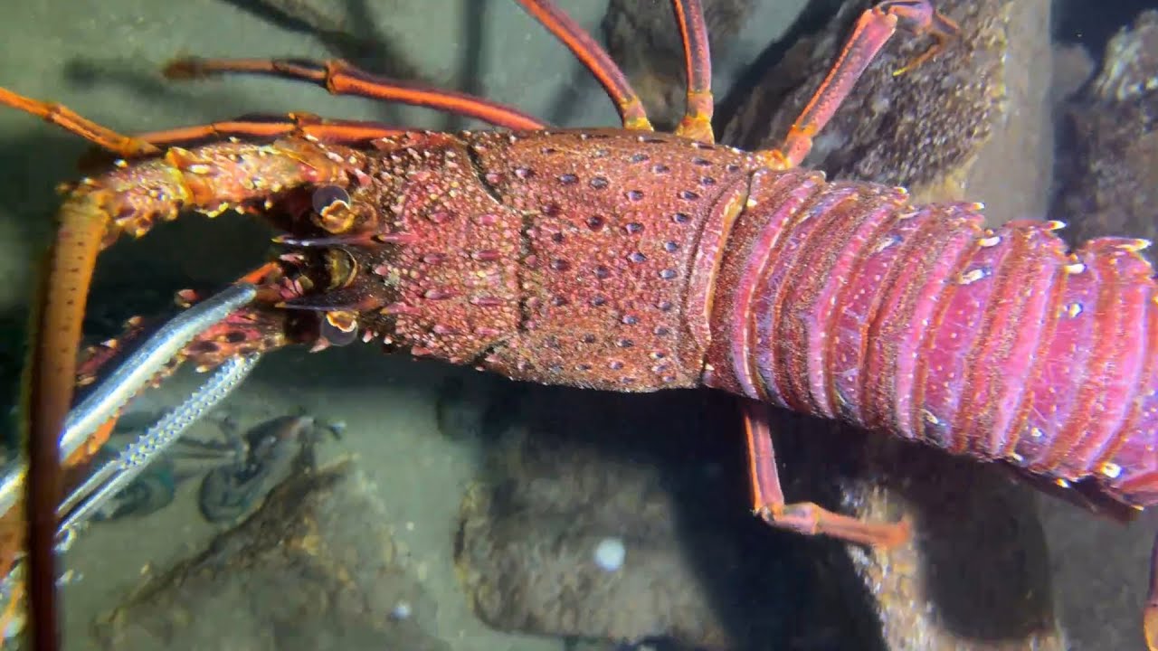 Diving under the sea to catch eels, crabs and sea cucumbers | Part 46