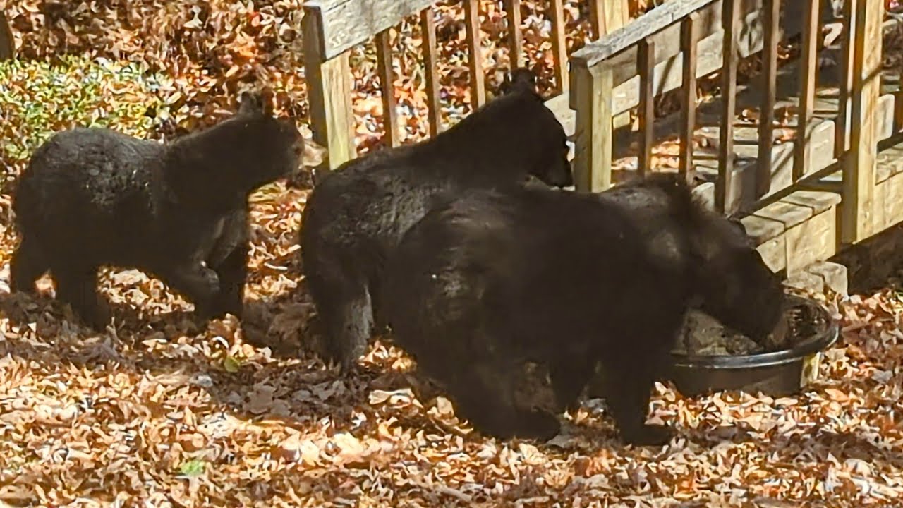 Morning Surprise — A Trio of Newcomers - Part 2/2