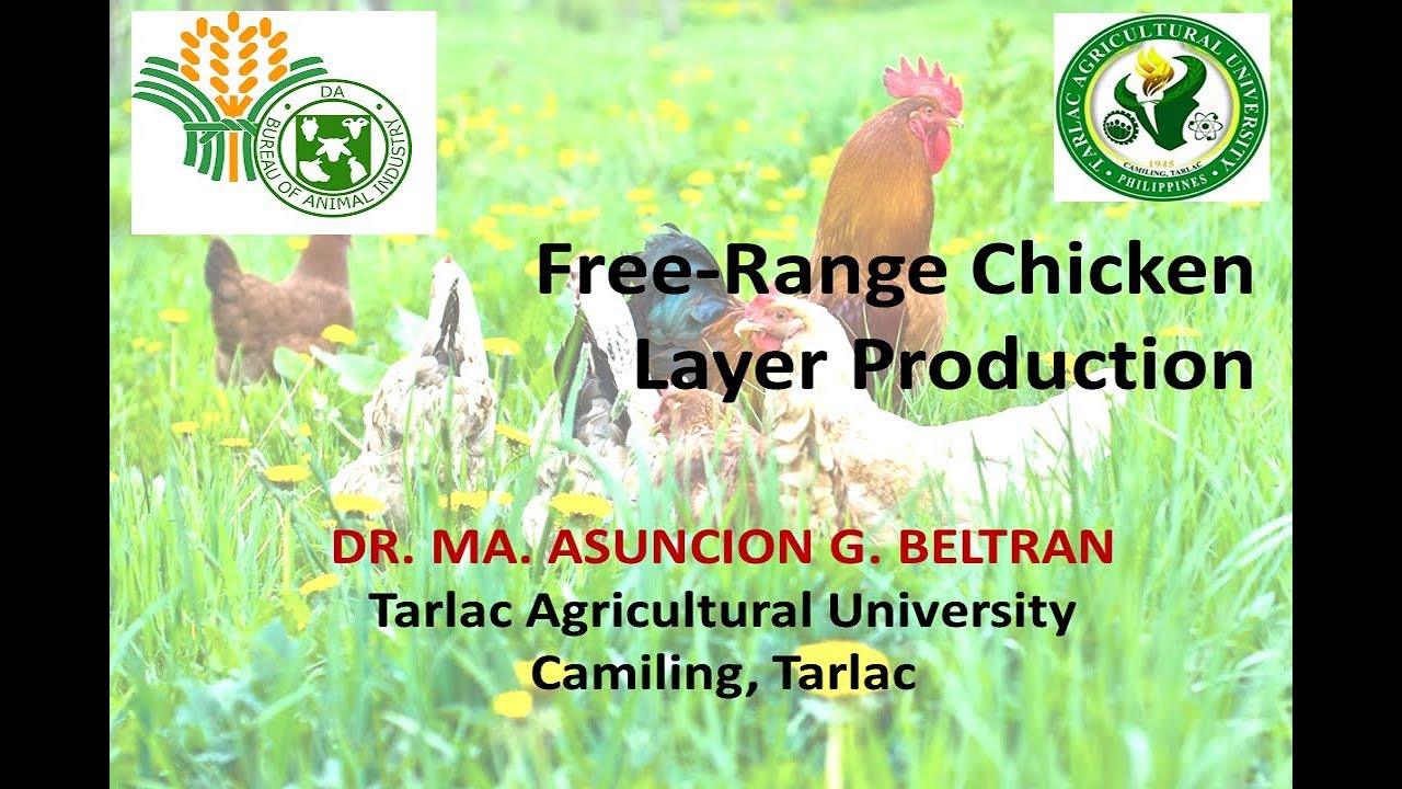 Free Range Chicken Layer Production