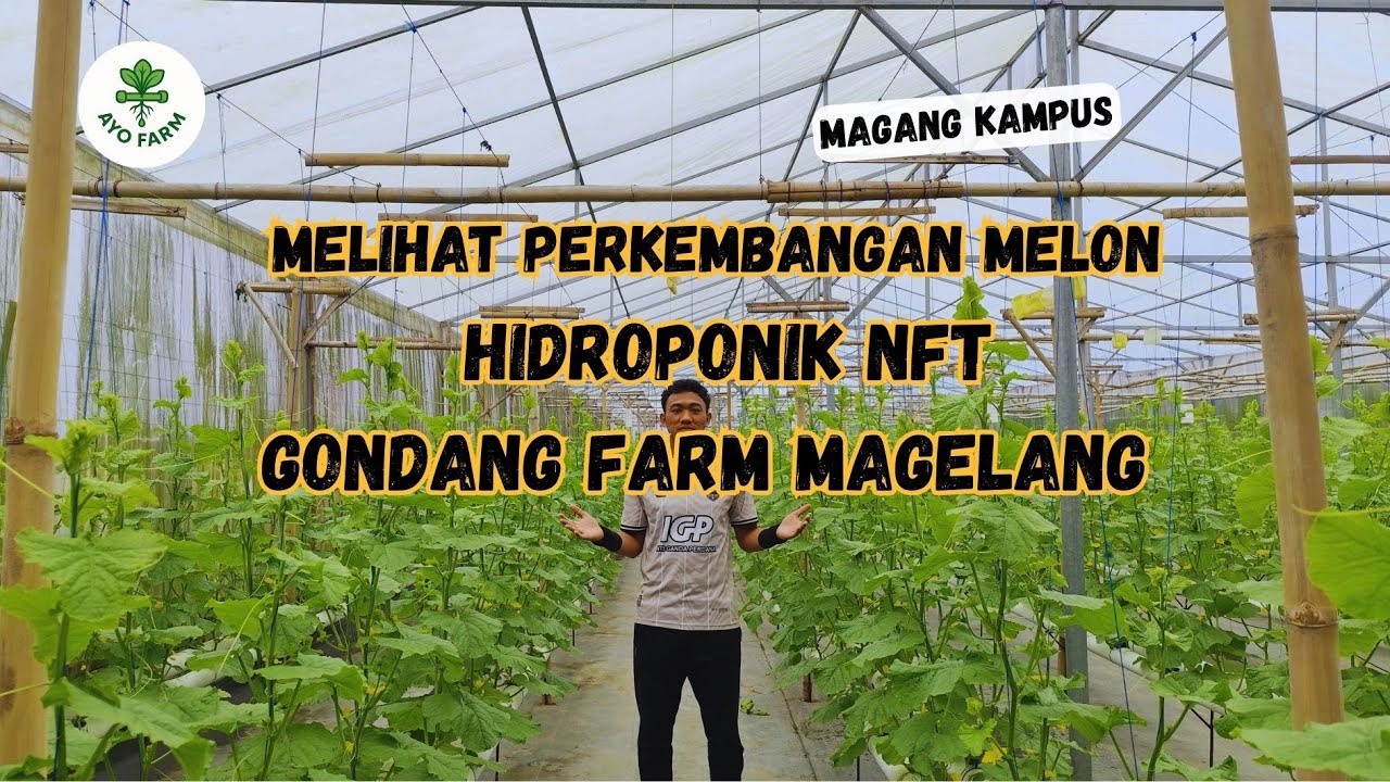 Melihat perkembangan melon Hidroponik NFT di Gondang Farm Magelang dengan 2 varietas yang berbeda