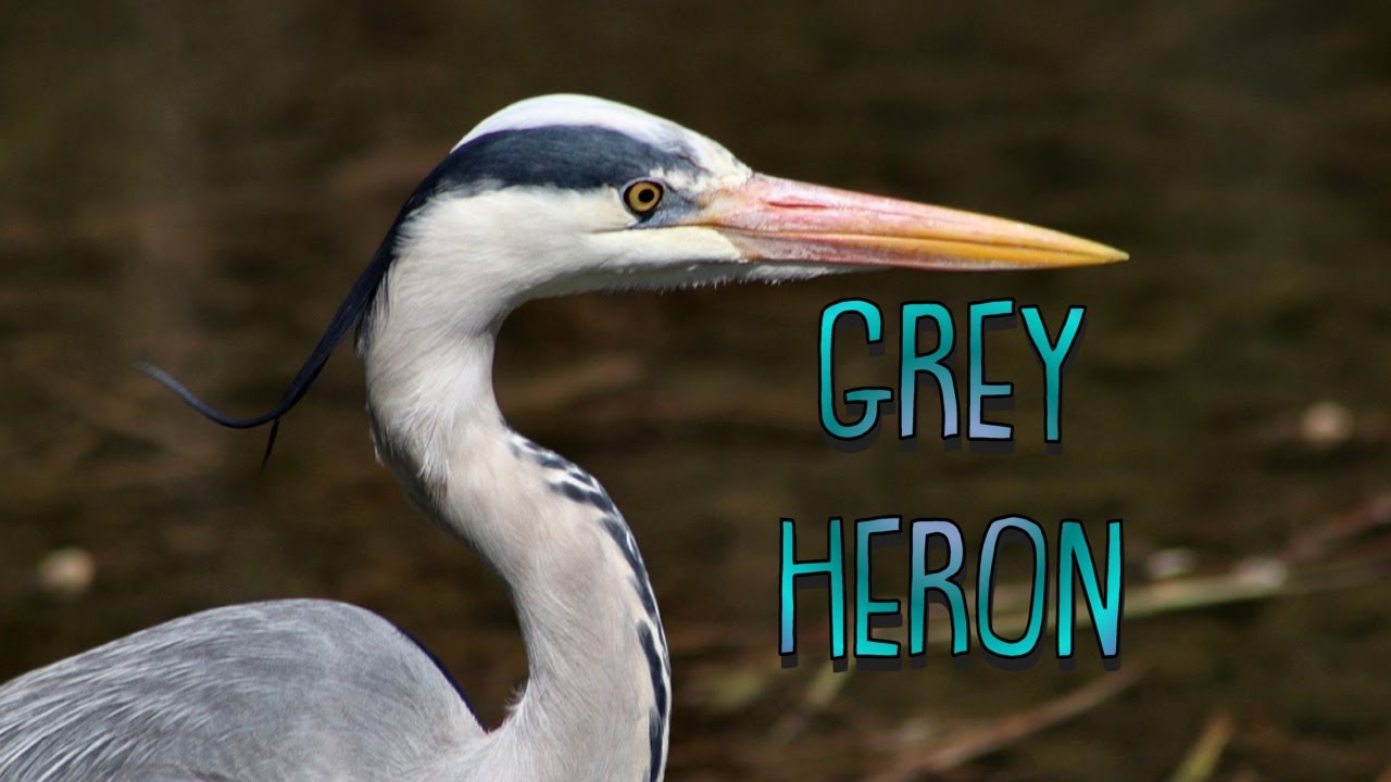 Grey Heron - Ardea Cinerea