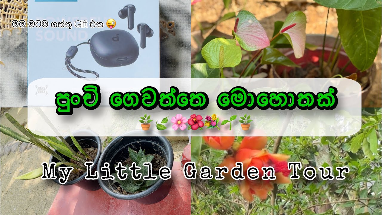 පුංචි ගෙවත්තෙ මොහොතක් 🍃🤗| මම මටම ගත්තු Gift එක 🙈| My Little Garden Tour 🪴🌺🌸🌱 | Hansani Vlog