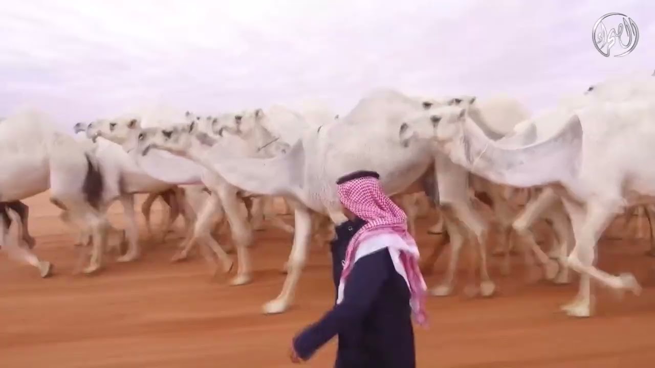 منقية الرهاويات | مالك الإبل / عبود بن هريسان المقاطي العتيبي