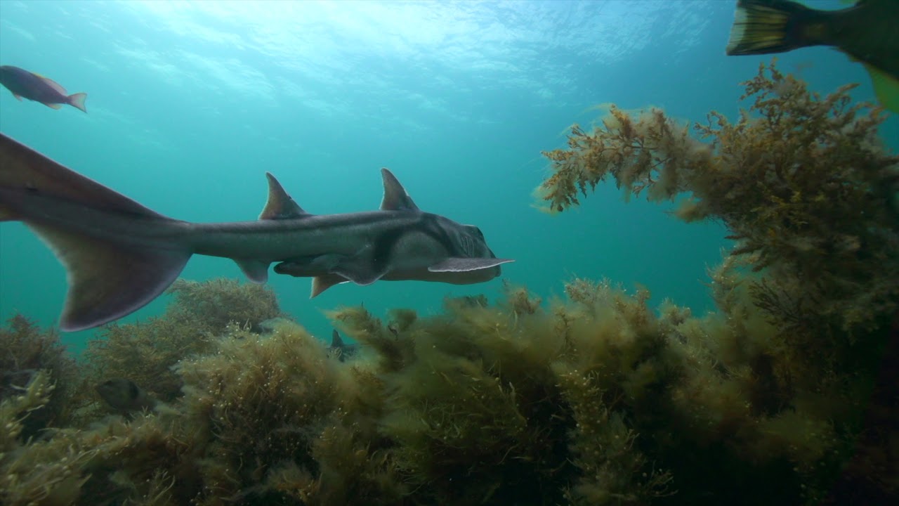 Port Jackson Sharks looking for Spider crabs..