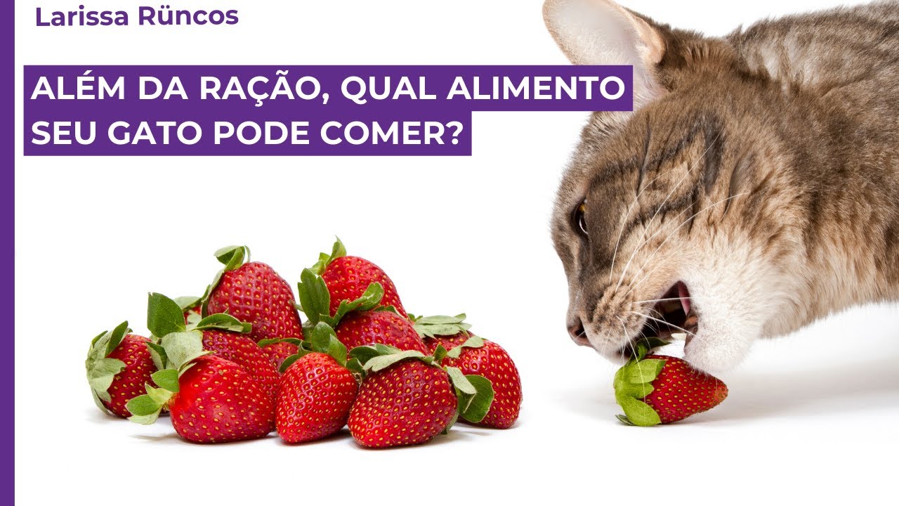 ALÉM DA RAÇÃO, QUAL ALIMENTO SEU GATO PODE COMER?