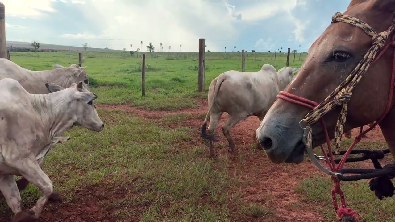 Era pra contar o gado… mas olha o que aconteceu quando a vaca saiu primeiro 😱