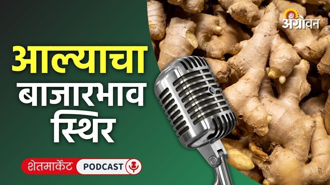 Cotton, Soybean Rate: सोयाबीन बाजार, कापूस दर, मका भाव, काकडी रेट | Agrowon